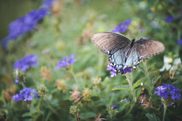 Butterfly Moth on Flowers