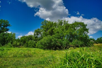 Summer rural landscape, meadow with wildflowers, landscape with trees and clouds, grass and blue sky