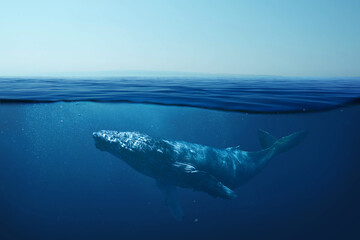 Beautiful whale underwater in the wild. Underwater world and life, concept. The whale swims in the...