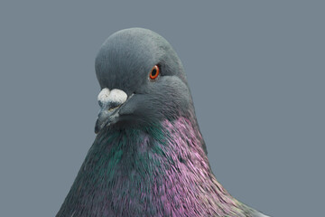 Close-up portrait of a dove Columba livia domestica