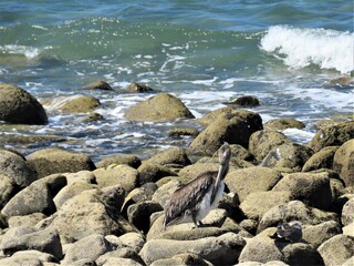 Pelican on the rocks at the beach