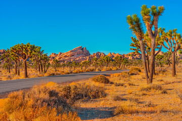 Joshua Trees and rocks  stand  dramatically in the Southern California desert