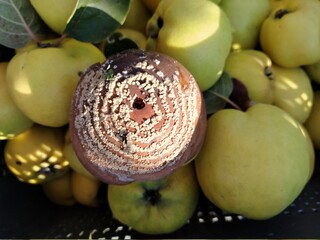 Rotten quince make damage on fruit - Monilia laxa infestation plant disease