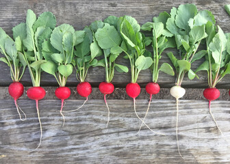 Harvest radishes, red and white radishes. Growing organic vegetables on your own vegetable garden. Creative Idea Concept