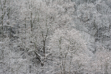 Winter scene of trees covered with snow
