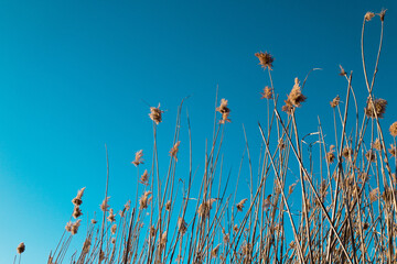 grass and sky