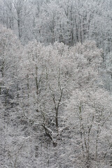 Winter scene of trees covered with snow