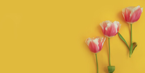 Fototapeta na wymiar tulip flower on a colored background
