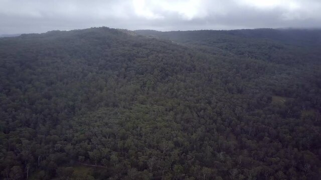 Aerial Panning: Green Trees In Forest Against Cloudy Sky