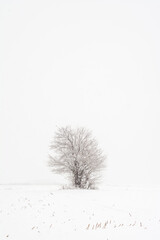 Winter scene of tree covered with snow