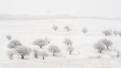 Winter scene of trees covered with snow