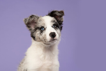 Portrait of a young border collie puppy looking up on a purple background