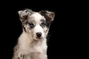 Portrait of a young border collie puppy looking at the camera on a black background