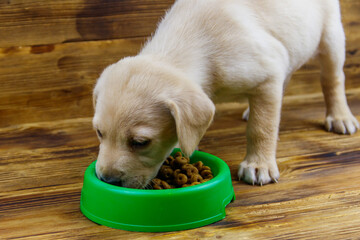 Small cute labrador retriever puppy dog eating his food from green plastic bowl on a floor