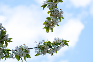 Fruit tree twigs with blooming white and pink petal flowers in spring garden.