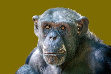 female chimpanzee monkey shot in natural habitat (Pan troglodytes)