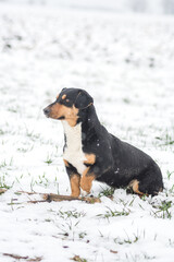 A stray dog in a farm field covered in snow 