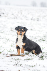 A stray dog in a farm field covered in snow 