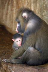 Mandrill (Mandrillus sphinx) with child shot in natural habitat
