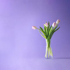 Bright pink white colorful tulips flowers blooming. Holiday bouquet on violet background