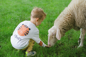 A young cute child feeds the sheep on a farm. Sheep eating grass from a hand