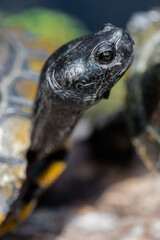 Portrait of a Pond Turtle