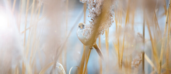 An small birds in Germany hidden between  white feather Pampas grass.