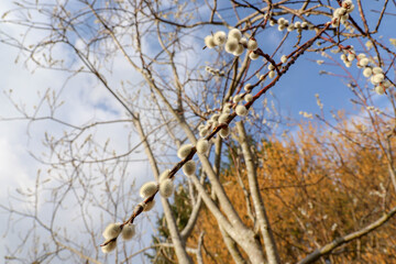Willow catkins in spring. Willow catkins tree. Macro. Blue and yellow.
