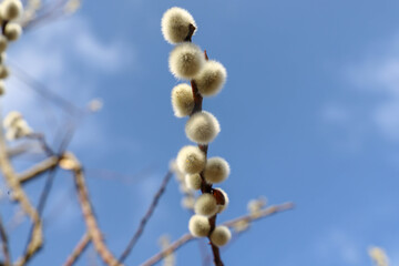 Willow catkins in spring. Willow catkins tree. Macro. Blue sky.