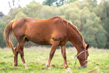Beautiful chestnut horse grazing in summer field. Green pasture with feeding farm stallion.