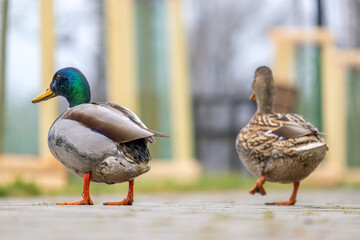 Two wild ducks walking in summer park.