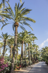 Fototapeta premium Spain city of Elche (Elx) is famous for the palm tree forests. Palmeral of Elche (or Palm Grove of Elche, about 70,000 palms) - the most southern palm grove in Europe. Elche, Spain.