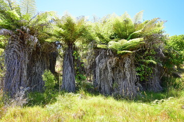 Row of fern trees shedding dry branches with meadow of dry grass in foreground.