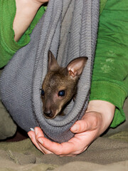 Orphaned and hand-reared red-necked wallaby baby in a zoo