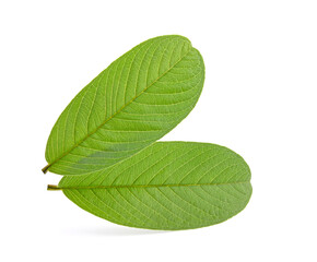 leaves of guava isolated on white background