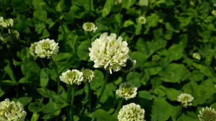 クローバーの花