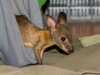 Orphaned and hand-reared red-necked wallaby baby in a zoo © belizar