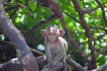 可愛いサル