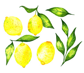Hand drawn watercolor lemon set. Botanical illustration collection. Lemon branch, lemon fruit, leaves isolated on white background - 419517489