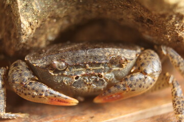 close up of a crab.Parathelphusa convexa or river crab