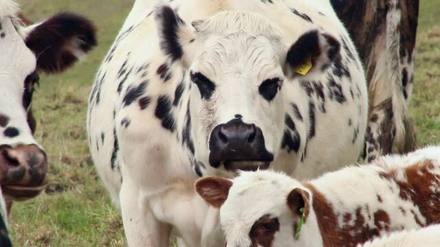 dairy cows in the paramos of sumapaz colombia
