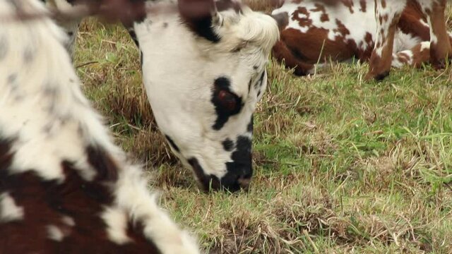 dairy cows in the paramos of sumapaz colombia
