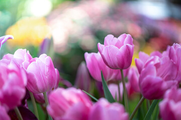 Beautiful bouquet of tulips. colorful tulips. nature background