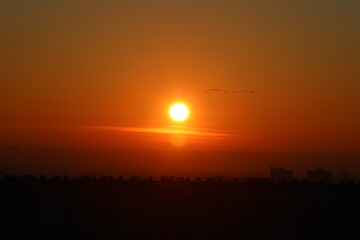 Envol&eacute;e d'oiseau devant un couch&eacute; de soleil