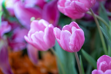 Beautiful bouquet of tulips. colorful tulips. nature background