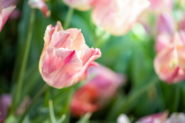 Beautiful bouquet of tulips. colorful tulips. nature background