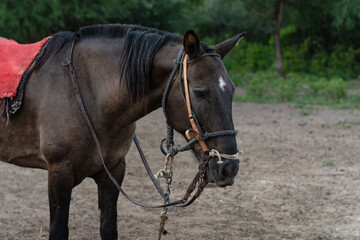 Fototapeta premium Hermoso caballo marron esperando a ser montado