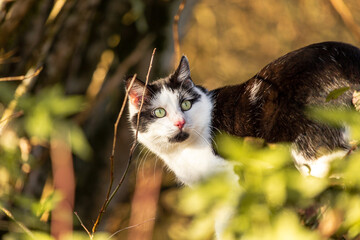 Portrait of a common black and white tabby cat in autumn in a garden outdoors