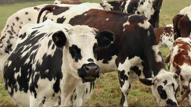 dairy cows in the paramos of sumapaz colombia