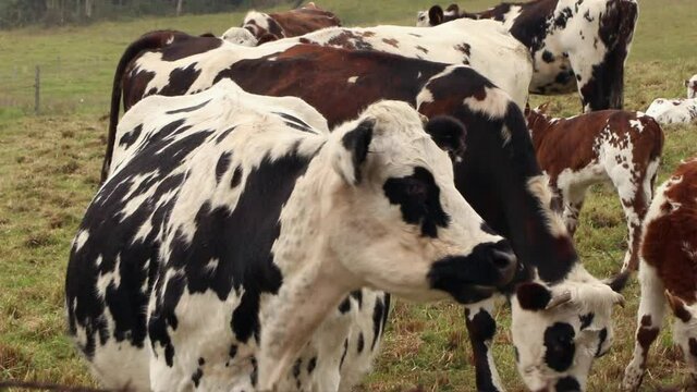 dairy cows in the paramos of sumapaz colombia